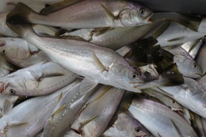 Pêche au maigre dans l’embouchure de la Gironde, face à Meschers. CRÉDIT PHOTO : PASCAL COUILAUD